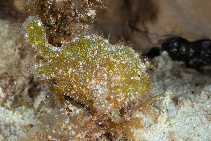 Dwarf Frogfish