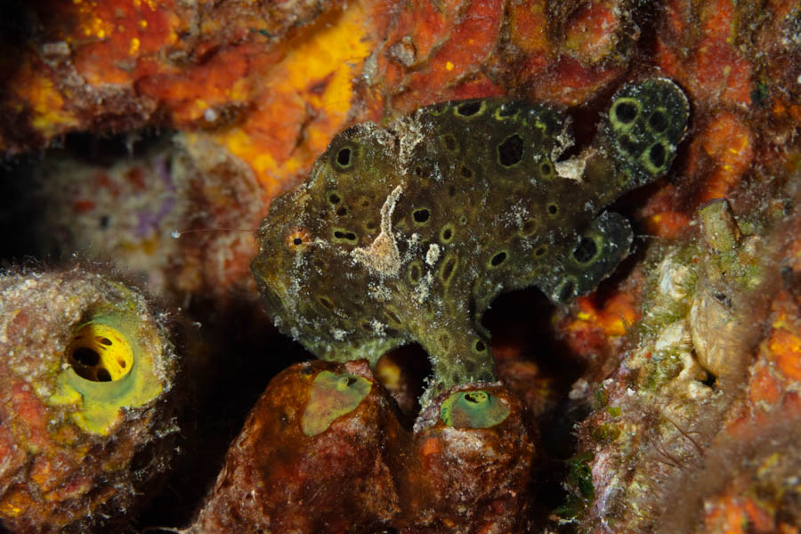Frogfishes Identification: Longlure Frogfish