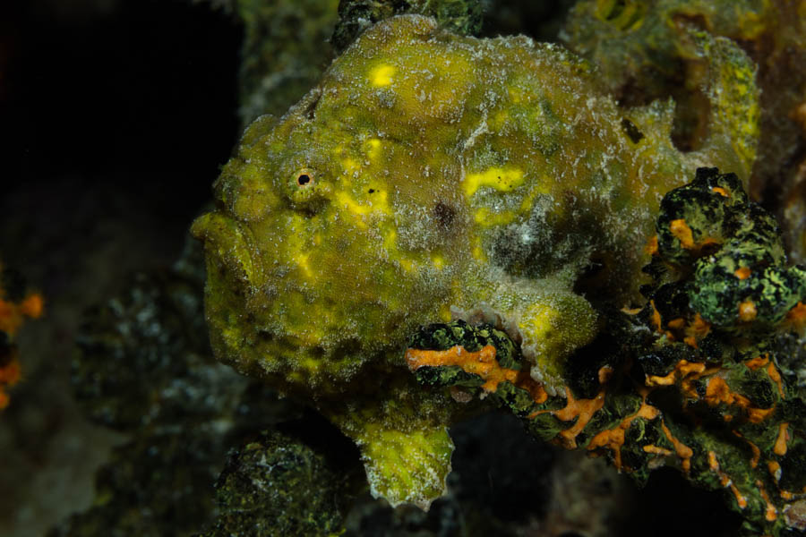 Frogfishes Identification: Longlure Frogfish