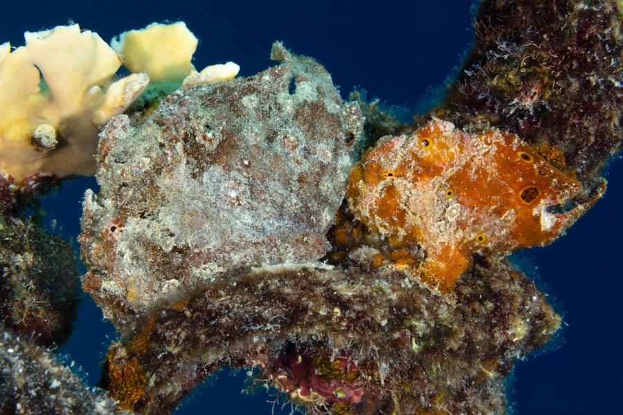 Frogfishes Identification: Longlure Frogfishes