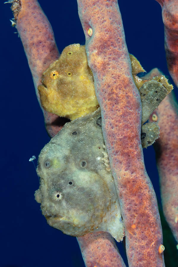 Frogfishes Identification: Longlure Frogfishes