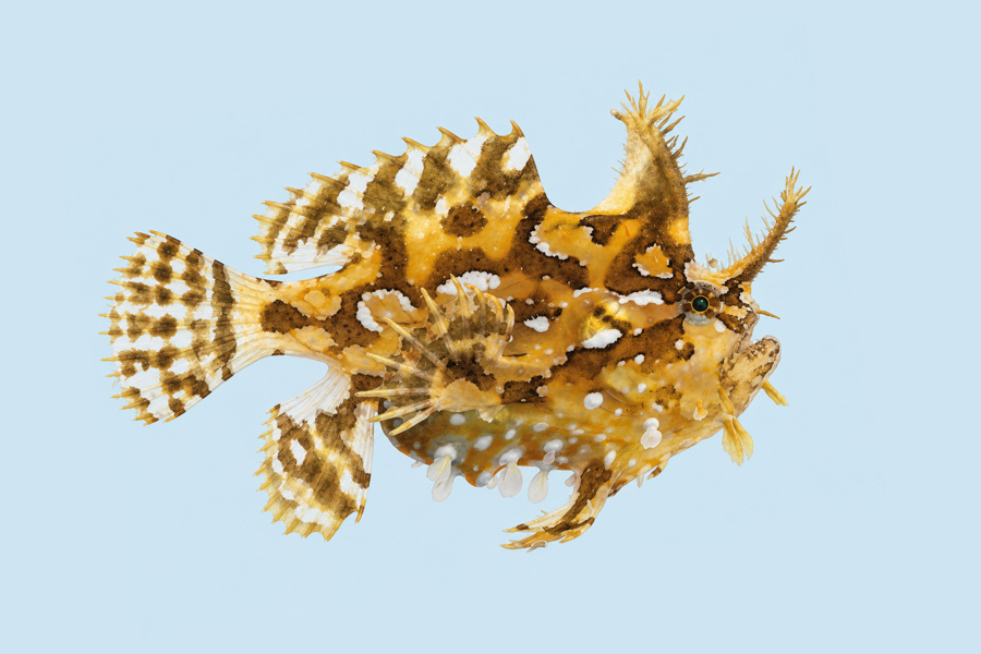 Sargassumfish