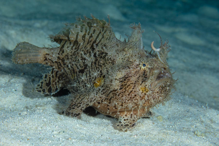 Frogfishes Identification: Striated Frogfish
