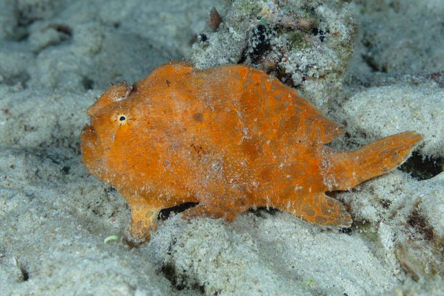 Frogfishes Identification: Striated Frogfish