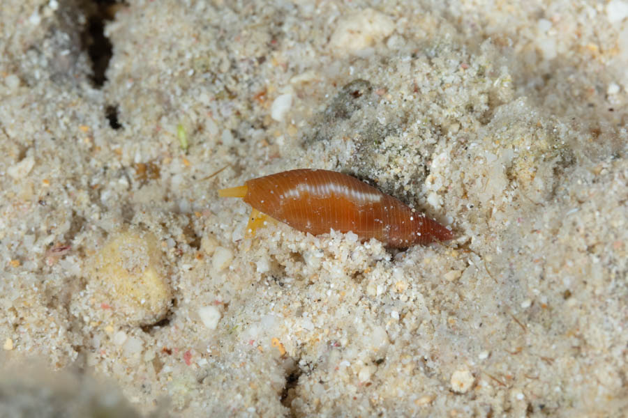 Snails Identification: Barbados Miter