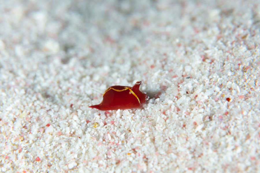 Snails Identification: Flapping Dingbat