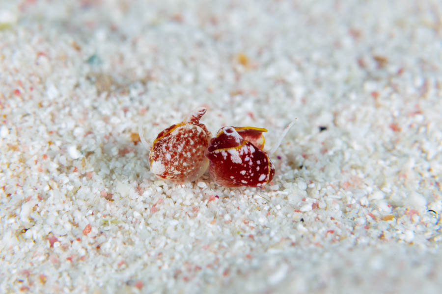Snails Identification: Flapping Dingbat