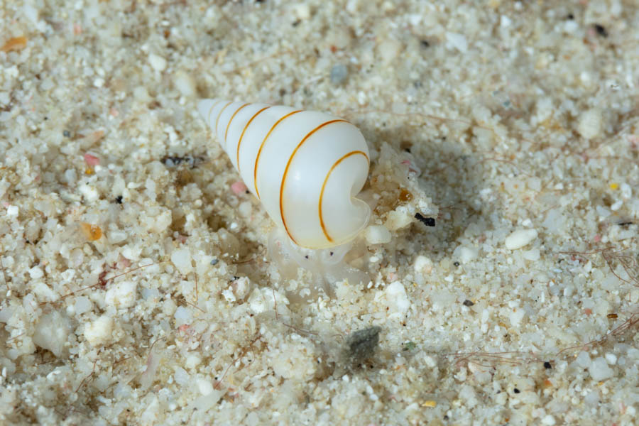 Snails Identification: Giant Atlantic Pyram