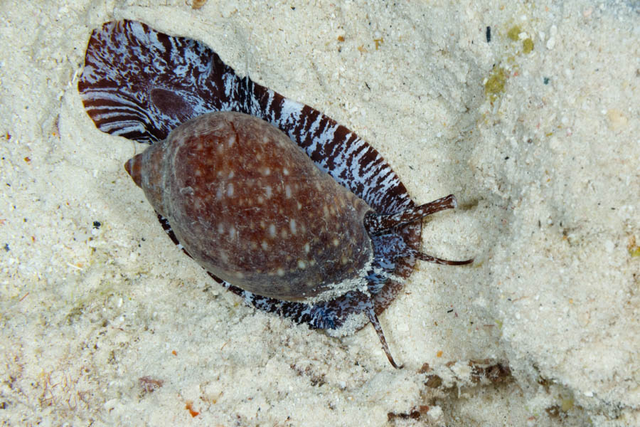 Snails Identification: Giant Tun