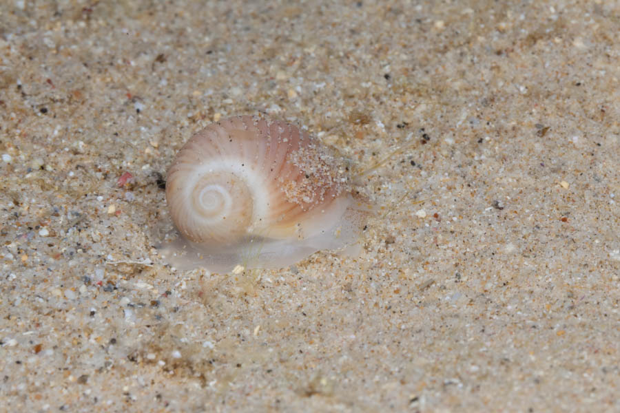 Snails Identification: Grooved Moonsnail