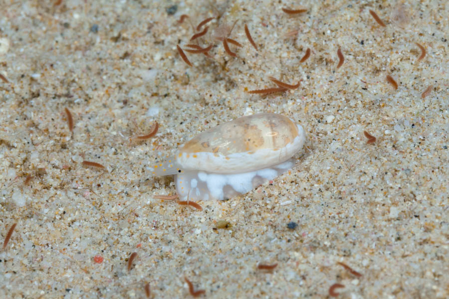Snails Identification: Orange Marginella