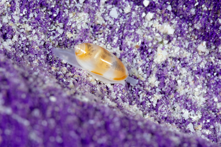 Snails Identification: Orange Marginella