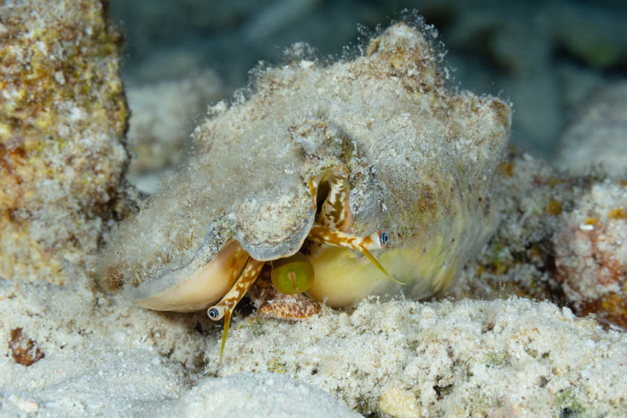 Shells Identification: Queen Conch