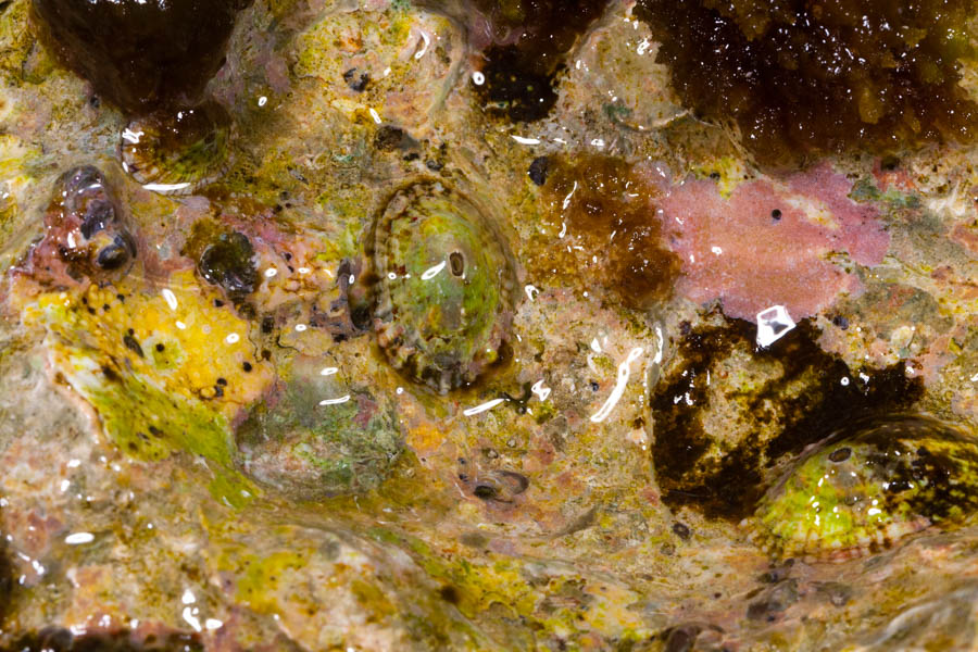 Limpets Identification: Spotted Limpet