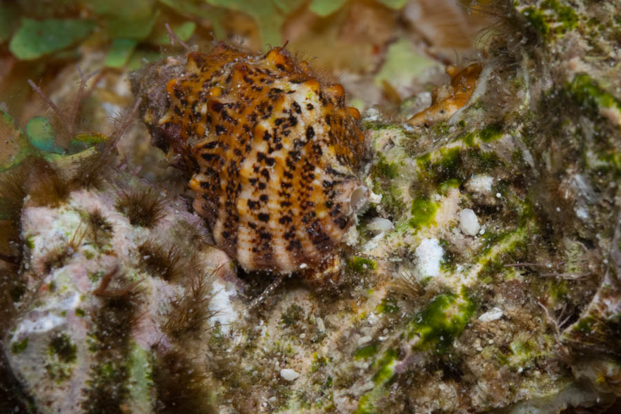 Snails Identification: Stocky Cerith