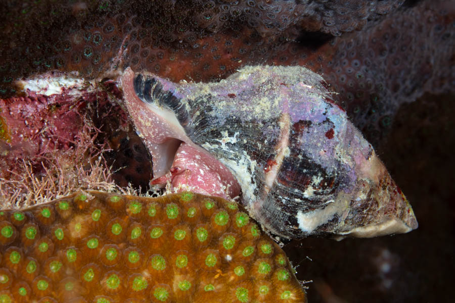 Snails Identification: White-Spot Latirus