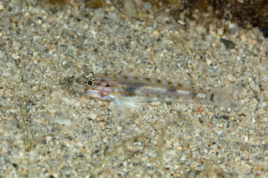 Bartail Goby