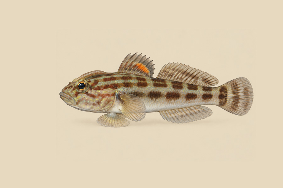 Crested Goby