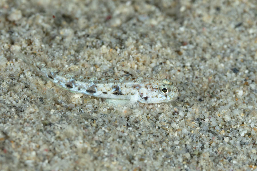 Dash Goby
