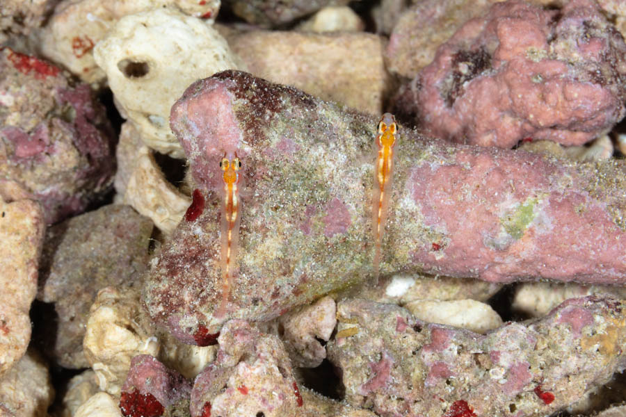 Glass Gobies