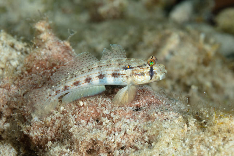 Goldspot Goby