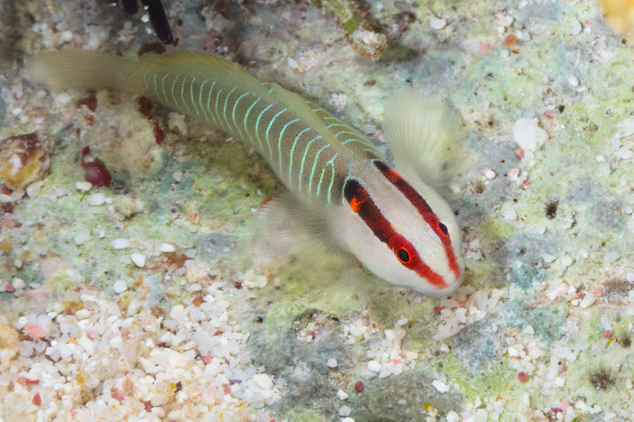 Gobies Identification: Greenbanded Goby