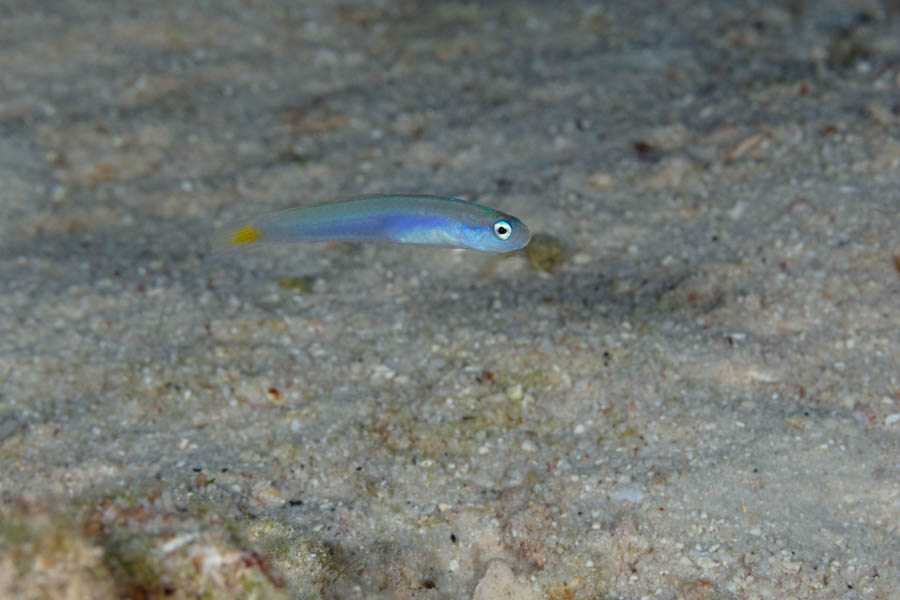 Hovering Dartfish