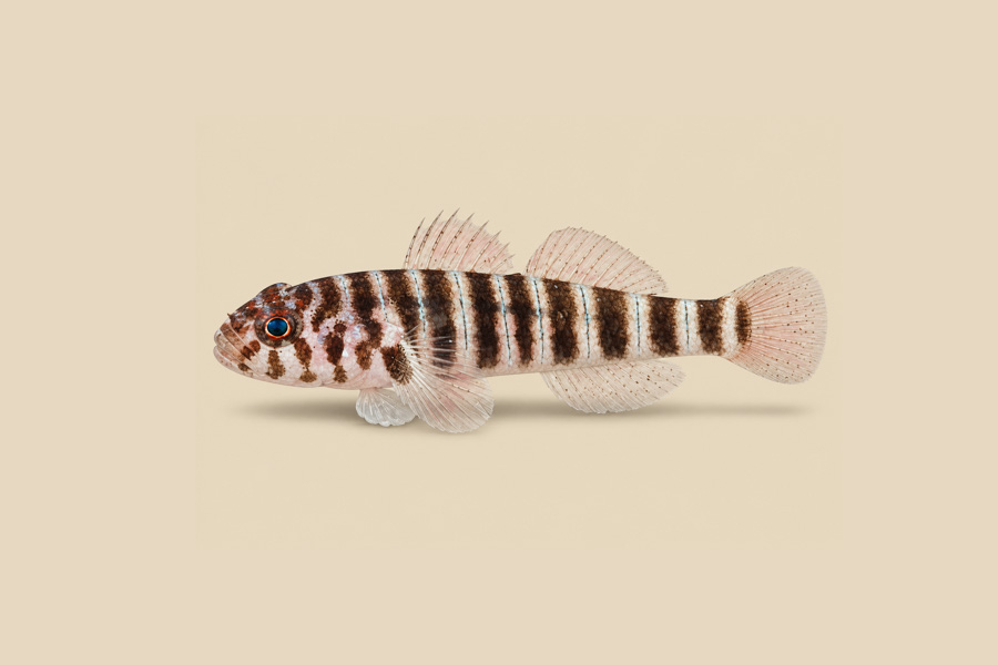 Mahogany Goby