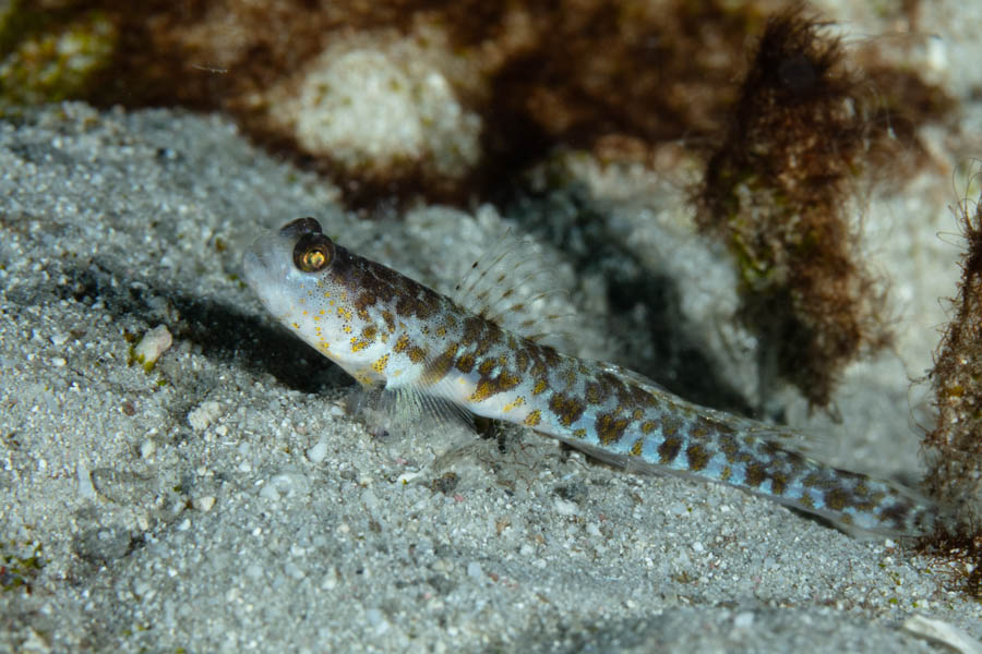 Gobies Identification: Orangespotted Goby