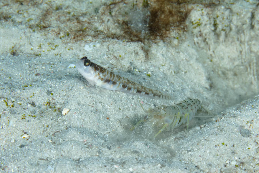Gobies Identification: Orangespotted Goby