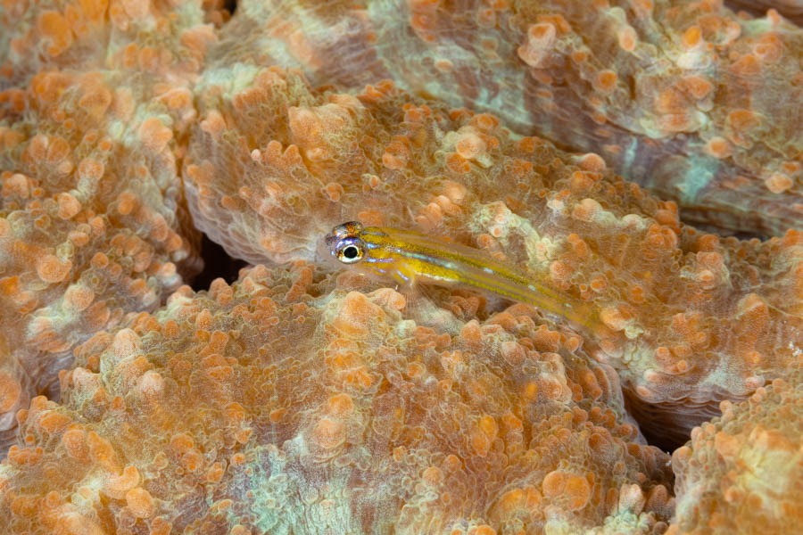 Gobies Identification: Peppermint Goby