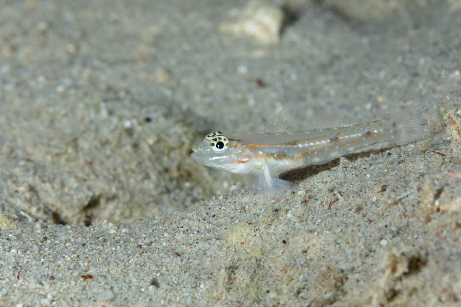 Gobies Identification: Sand Canyon Goby