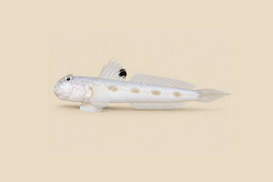 Spotfin Goby