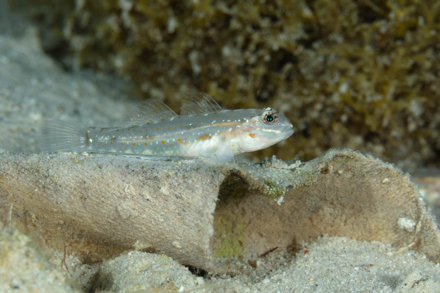 Venezuela Goby