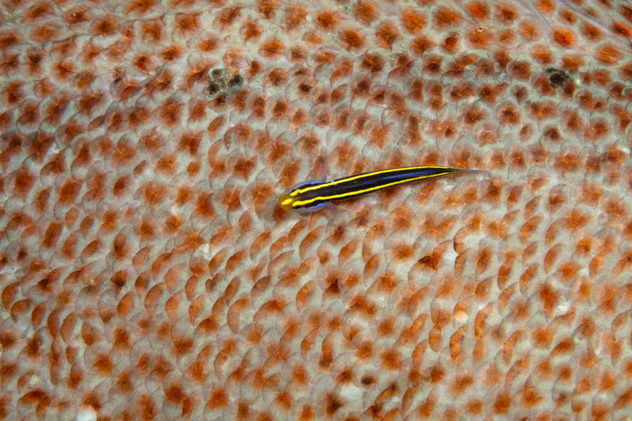 Gobies Identification: Yellownose Goby
