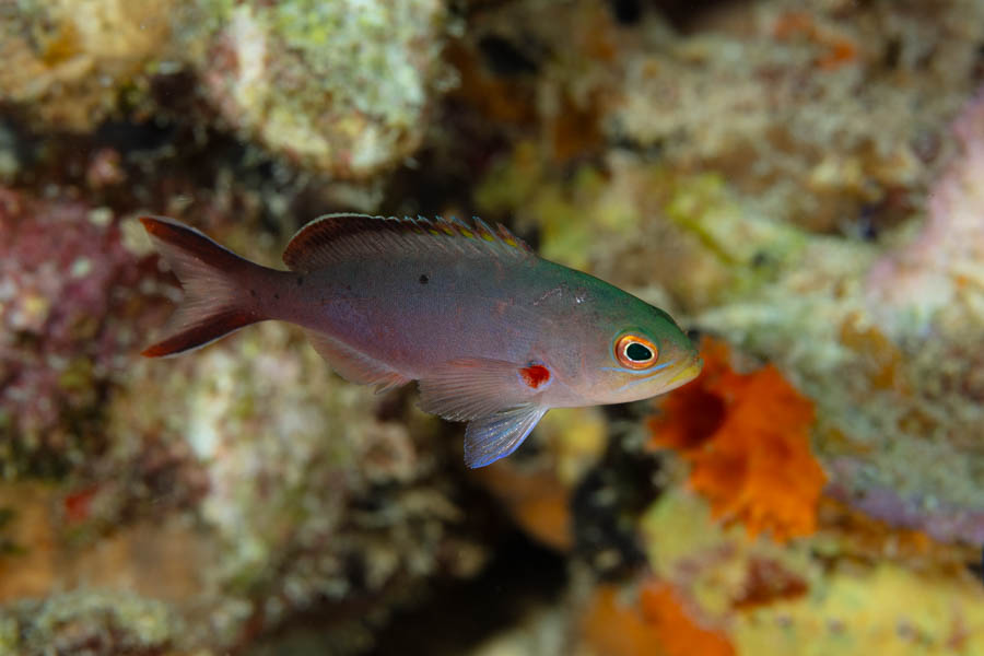 Sea Basses Identification: Atlantic Creolefish