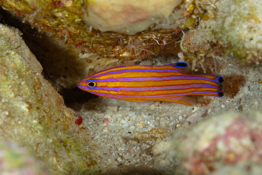 Candy Basslet
