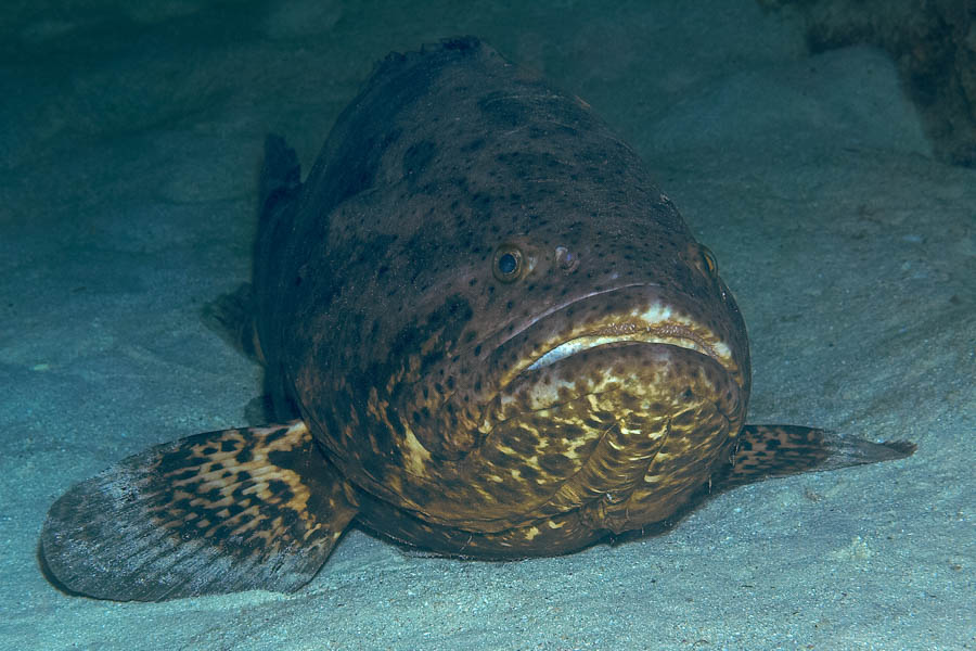 Groupers Identification: Goliath Grouper
