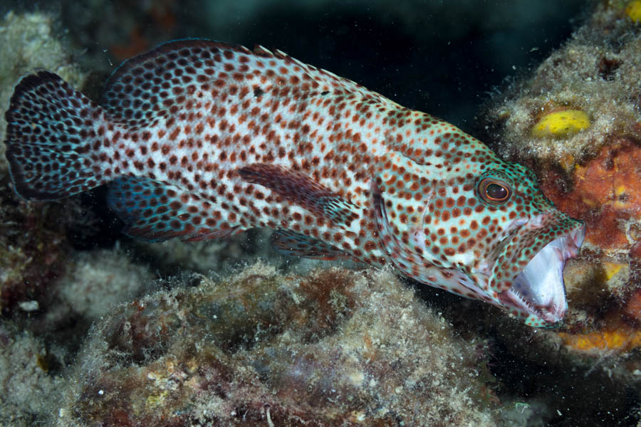 Groupers Identification: Graysby
