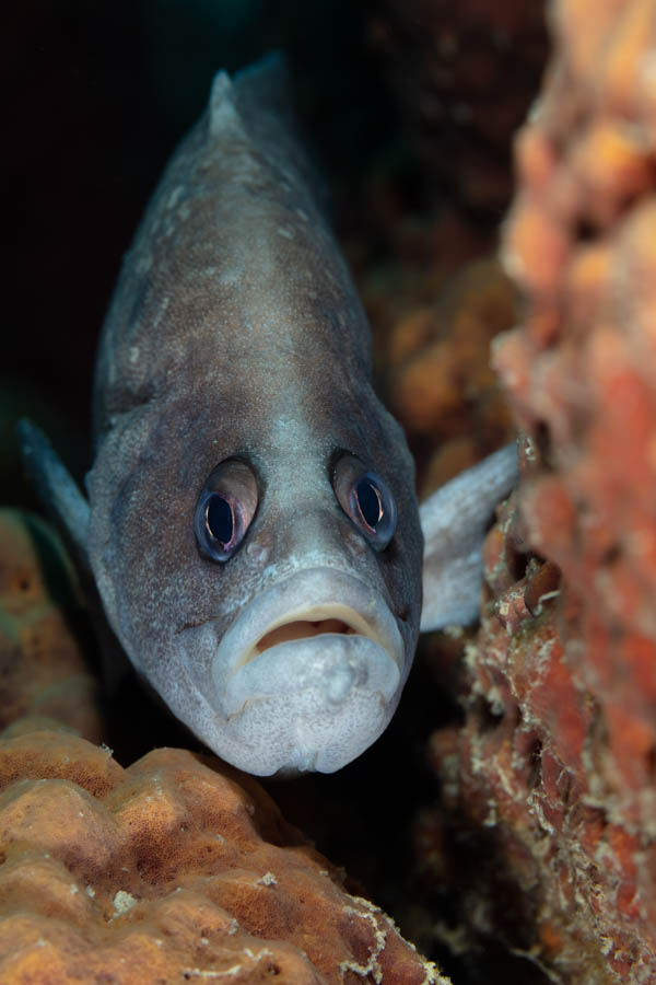 Soapfishes Identification: Greater Soapfish