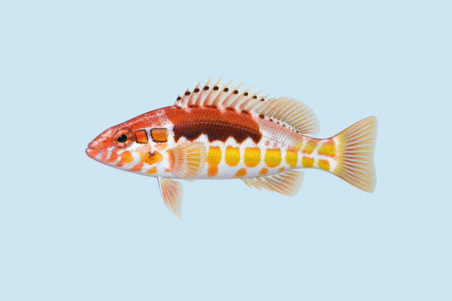 Orangeback Bass