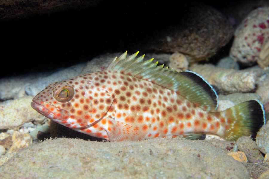Groupers Identification: Red Hind