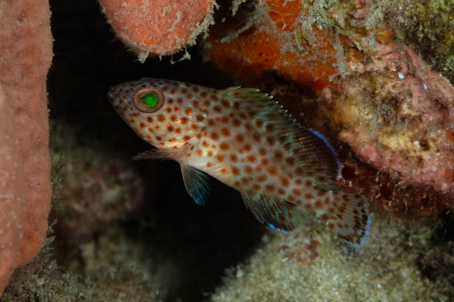 Groupers Identification: Red Hind