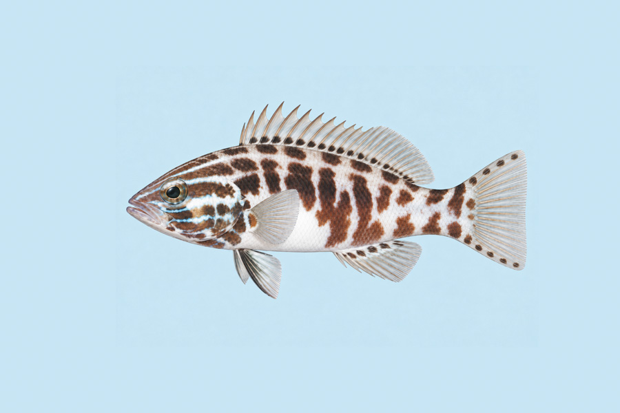 Snow Bass