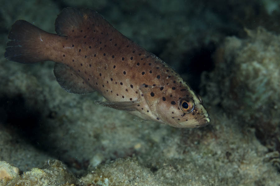 Soapfishes Identification: Spotted Soapfish
