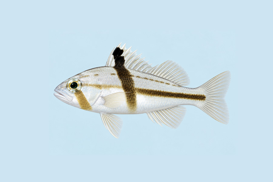 Tattler Bass