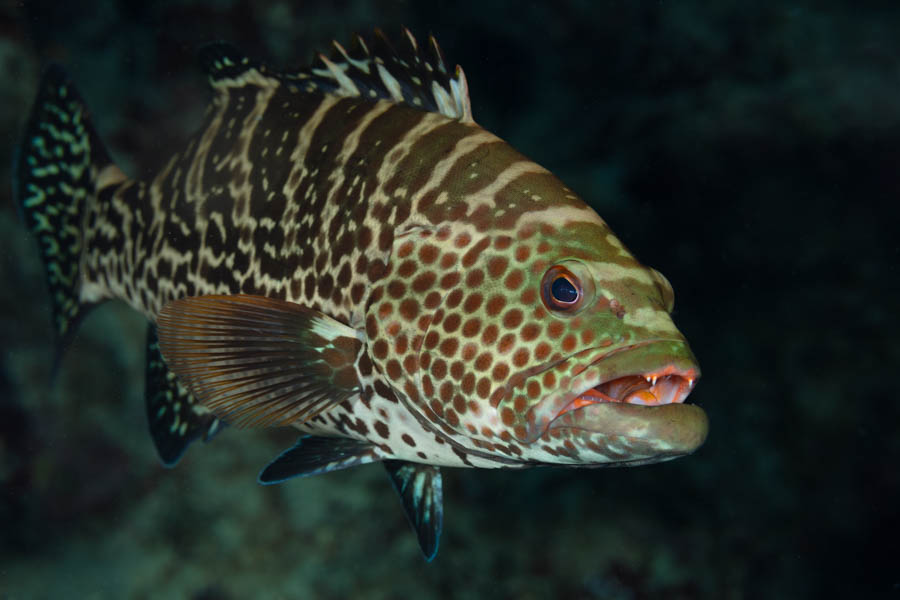 Groupers Identification: Tiger Grouper