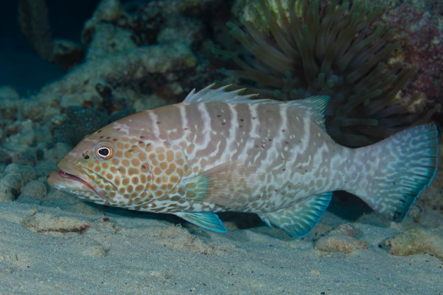 Tiger Grouper