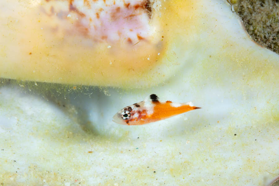 Sea Basses Identification: Tobaccofish