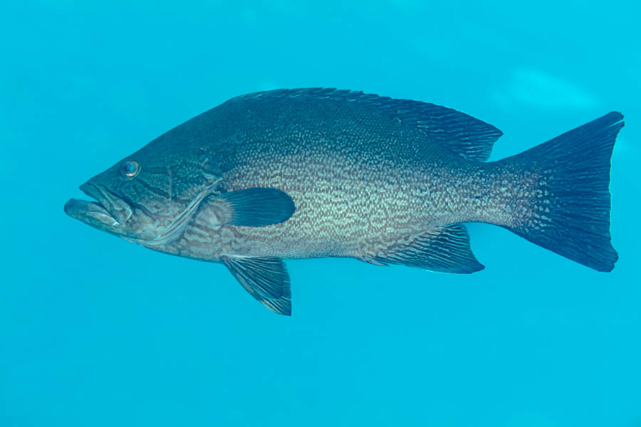 Groupers Identification: Western Comb Grouper